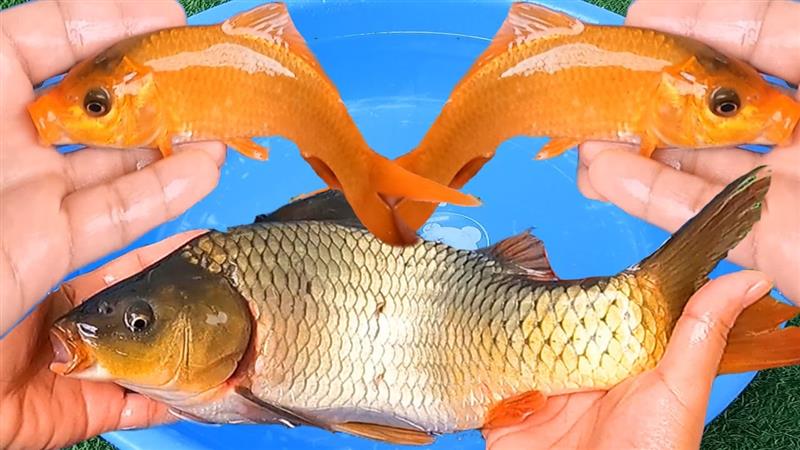mơ thấy cá chép đánh con gì - Hình 4