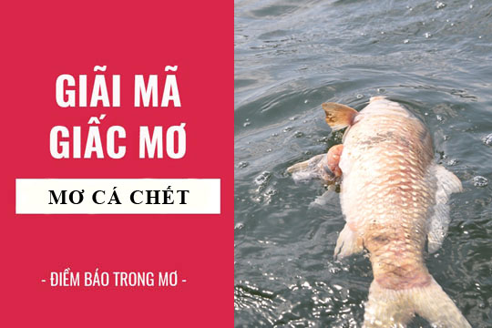 mơ thấy cá chết đánh con gì - Hình 4