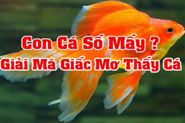 mơ thấy cá đối đánh con gì - Hình 3