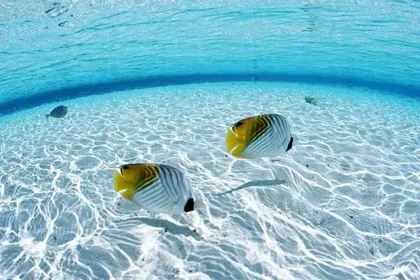 mơ thấy cá đối đánh con gì - Hình 1