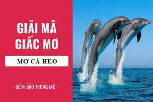 mơ thấy cá heo đánh con gì