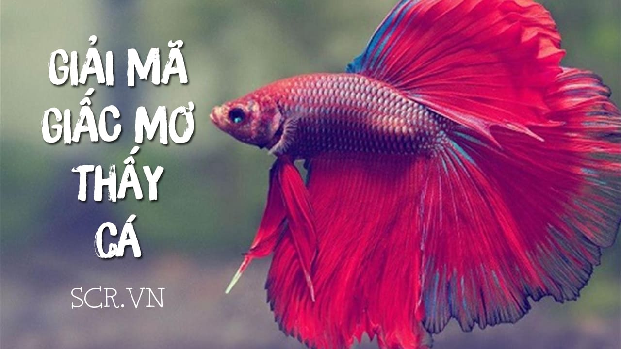 mơ thấy cá kiếm đánh con gì - Hình 5