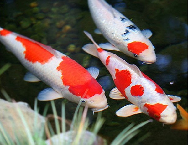 mơ thấy cá koi đánh con gì - Hình 1