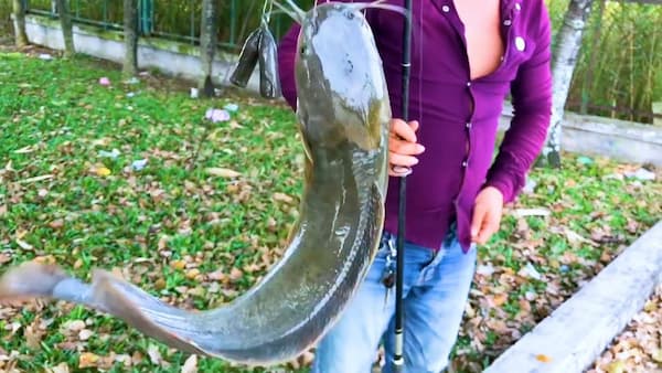 mơ thấy cá lăng đánh con gì - Hình 2