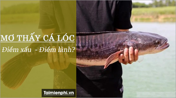 mơ thấy cá lăng đánh con gì - Hình 3
