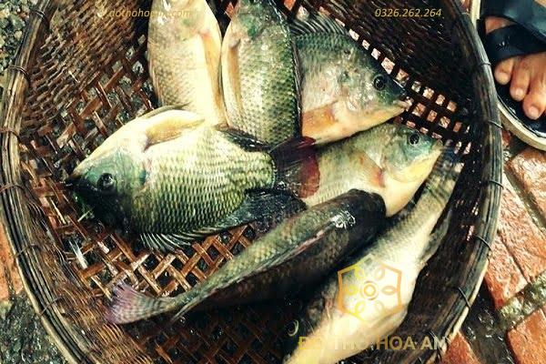 mơ thấy cá rô đánh con gì - Hình 3