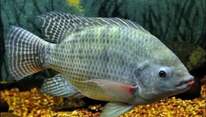 mơ thấy cá rô đánh con gì