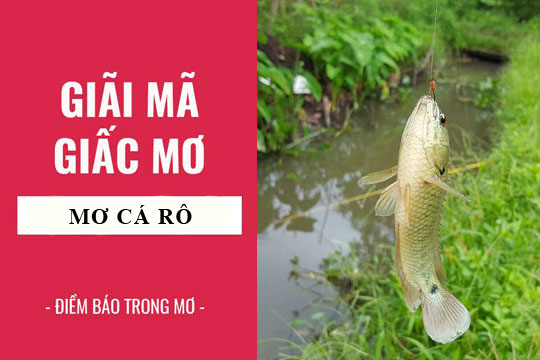 mơ thấy cá rô đánh con gì - Hình 4