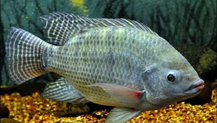 mơ thấy cá rô đánh con gì - Hình 1