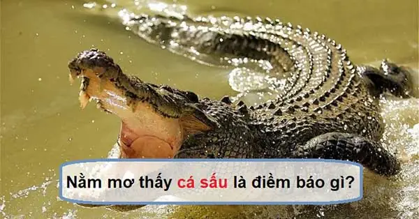 mơ thấy cá sấu nước mặn đánh con gì - Hình 3