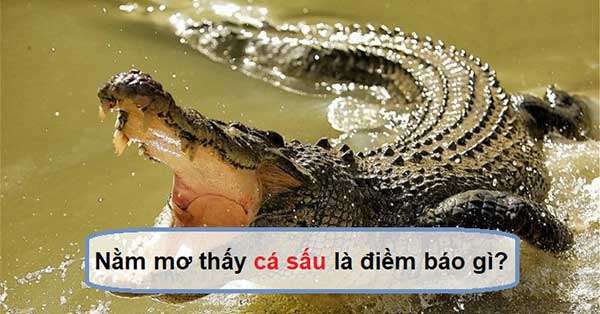 mơ thấy cá sấu nước ngọt đánh con gì - Hình 2