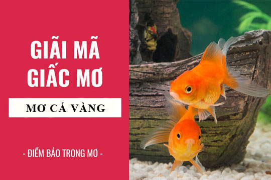 mơ thấy cá vàng đánh con gì - Hình 1