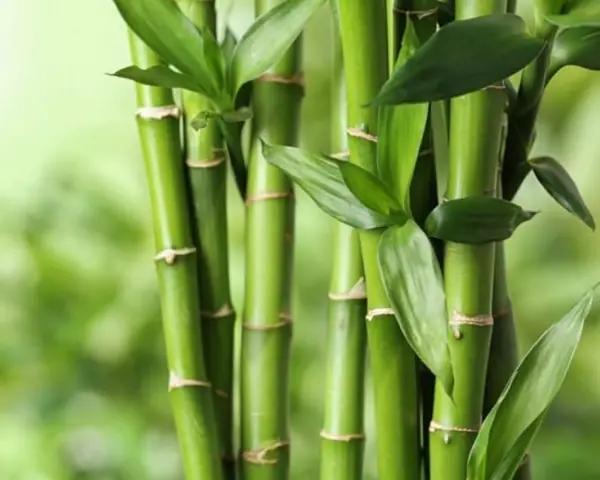 mơ thấy chắt đánh con gì - Hình 1