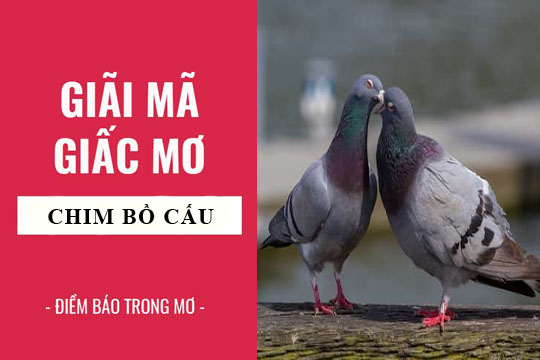 mơ thấy chim bồ câu đánh con gì - Hình 1
