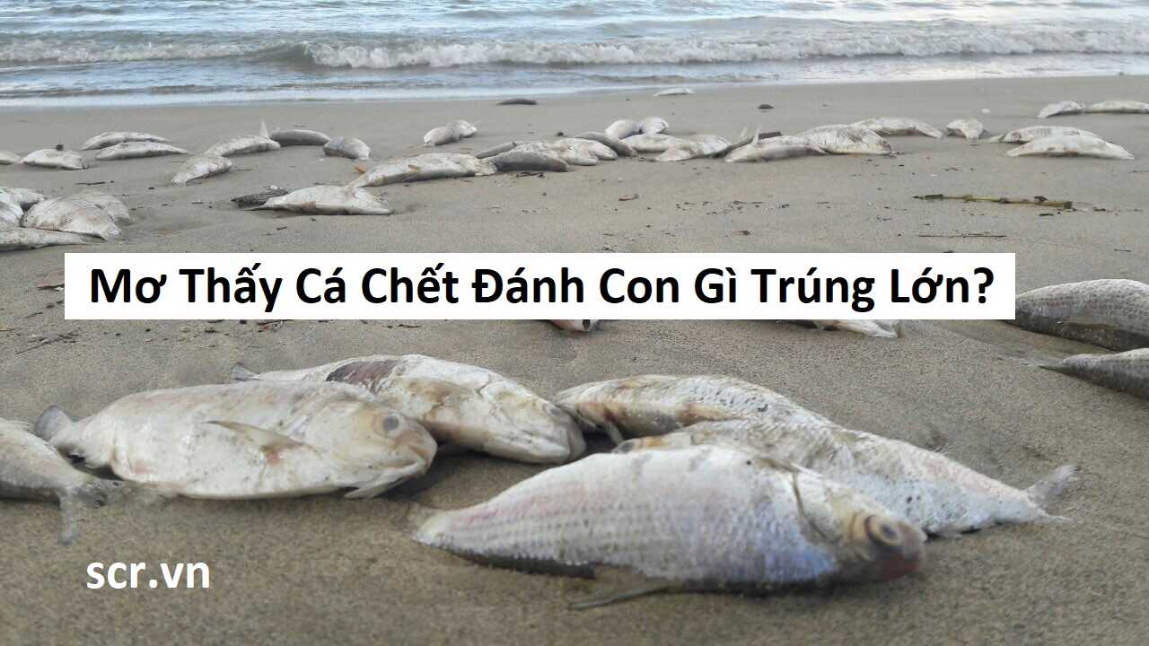 mơ thấy chim cốc đánh con gì - Hình 5