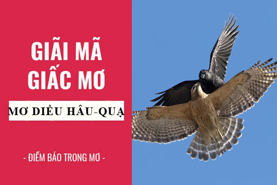 mơ thấy chim diều hâu đánh con gì - Hình 2