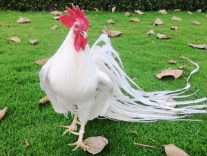 mơ thấy chim gà rừng đánh con gì