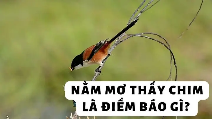 mơ thấy chim sẻ đánh con gì - Hình 4