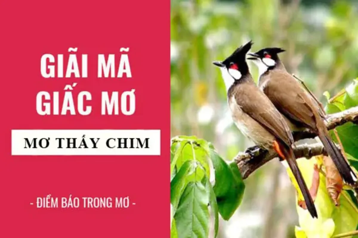 mơ thấy chim trĩ bạc đánh con gì - Hình 3