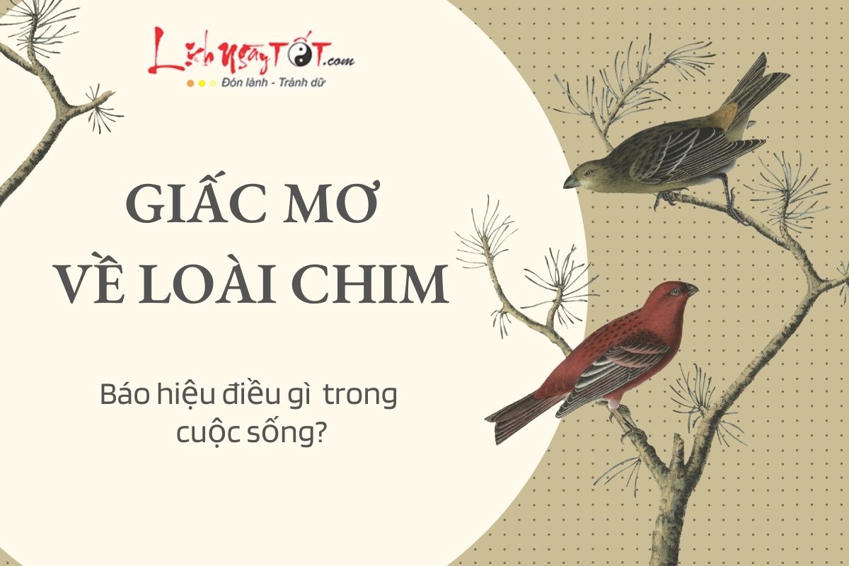 mơ thấy chim trĩ bạc đánh con gì - Hình 4