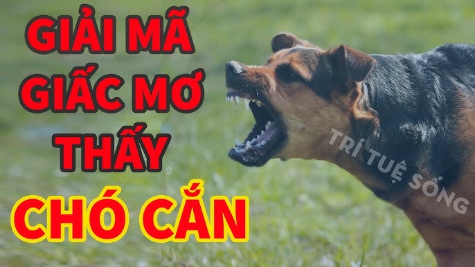 mơ thấy chó cắn đánh con gì - Hình 4