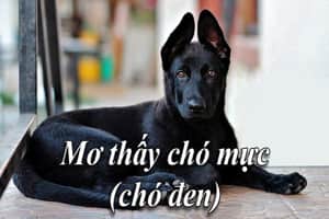 mơ thấy chó đen đánh con gì - Hình 3