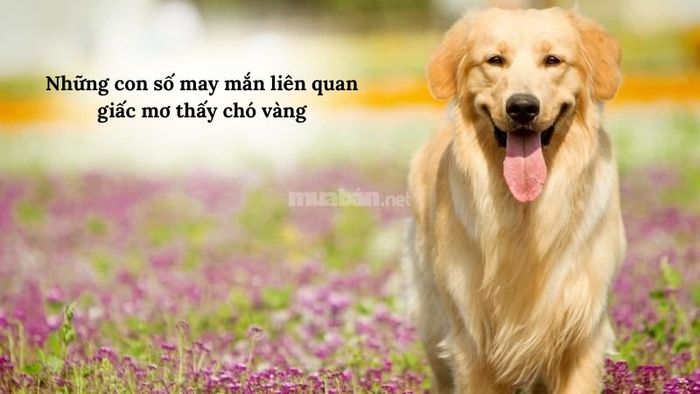 mơ thấy chó vàng đánh con gì - Hình 4