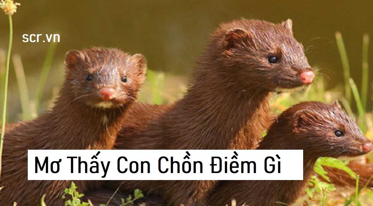 mơ thấy chồn macten đánh con gì - Hình 2