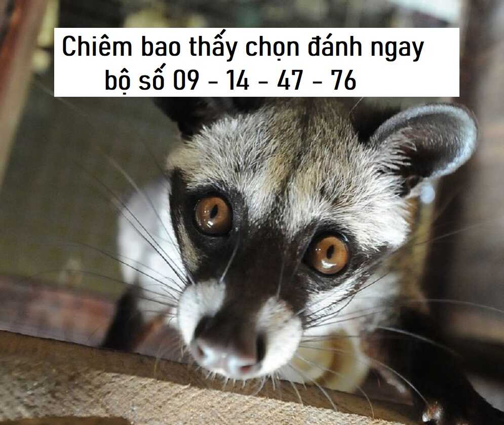 mơ thấy chồn vizon đánh con gì - Hình 4