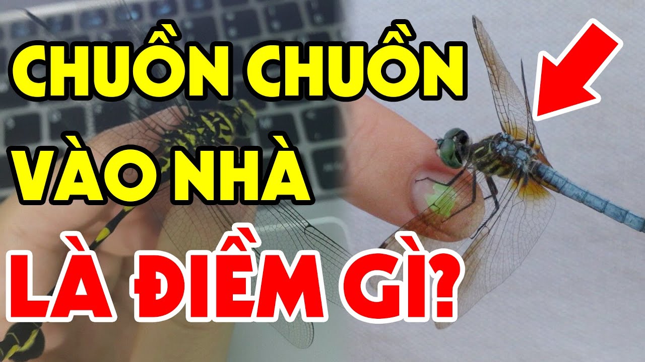 mơ thấy chuồn chuồn kim đánh con gì - Hình 3