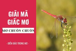 mơ thấy chuồn chuồn kim đánh con gì