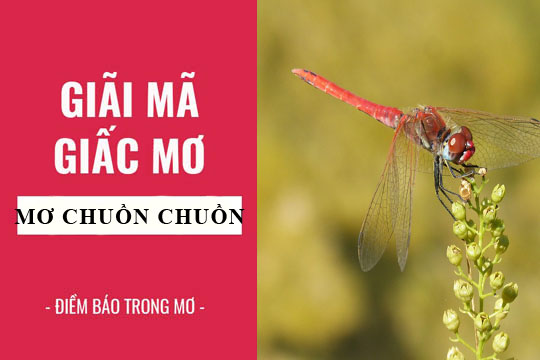 mơ thấy chuồn chuồn nước đánh con gì - Hình 1