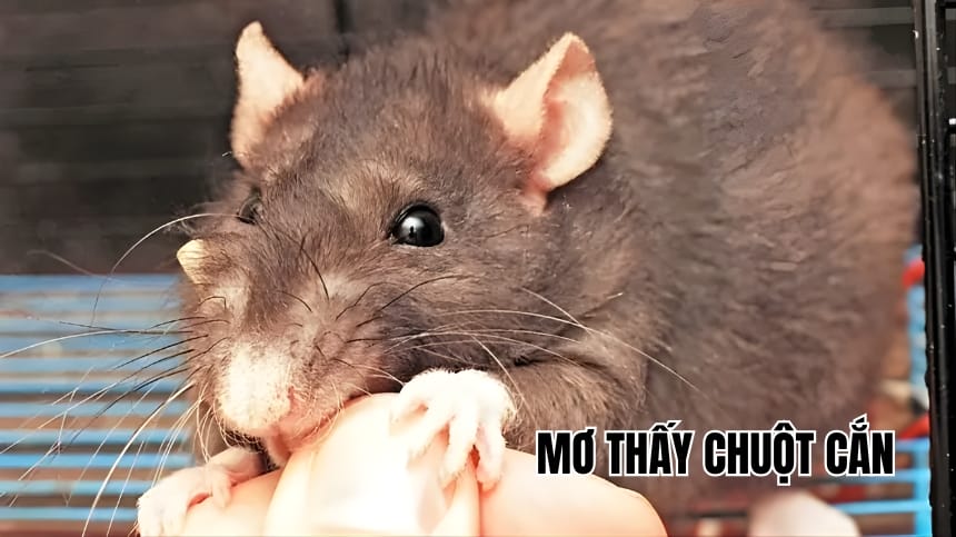 mơ thấy chuột cắn đánh con gì - Hình 5