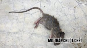 mơ thấy chuột chết đánh con gì