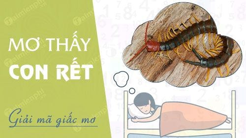 mơ thấy con rể đánh con gì - Hình 2