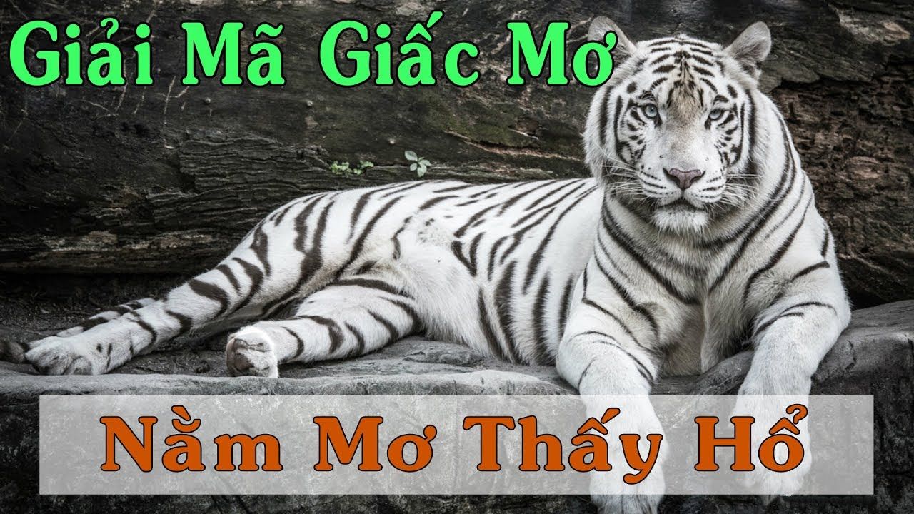 mơ thấy cọp đánh con gì - Hình 3