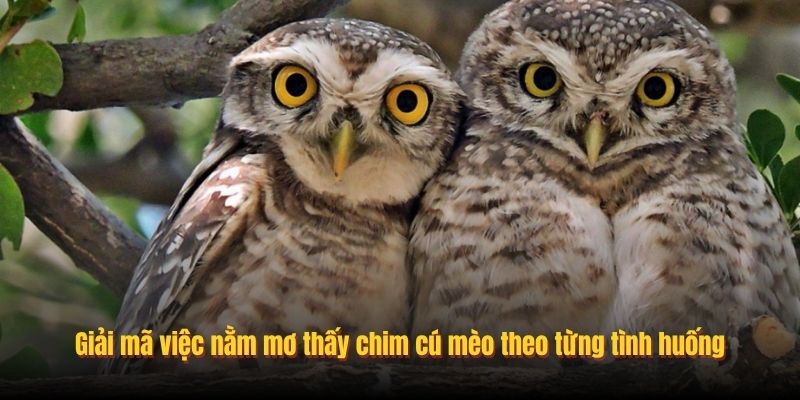 mơ thấy cú mèo rừng đánh con gì - Hình 2