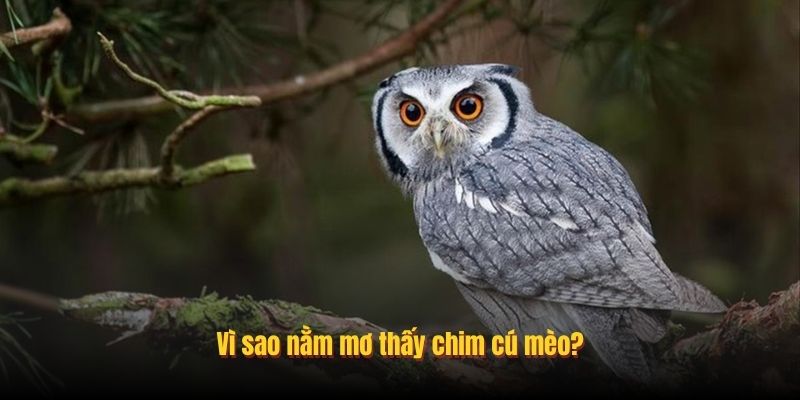 mơ thấy cú mèo rừng đánh con gì - Hình 5