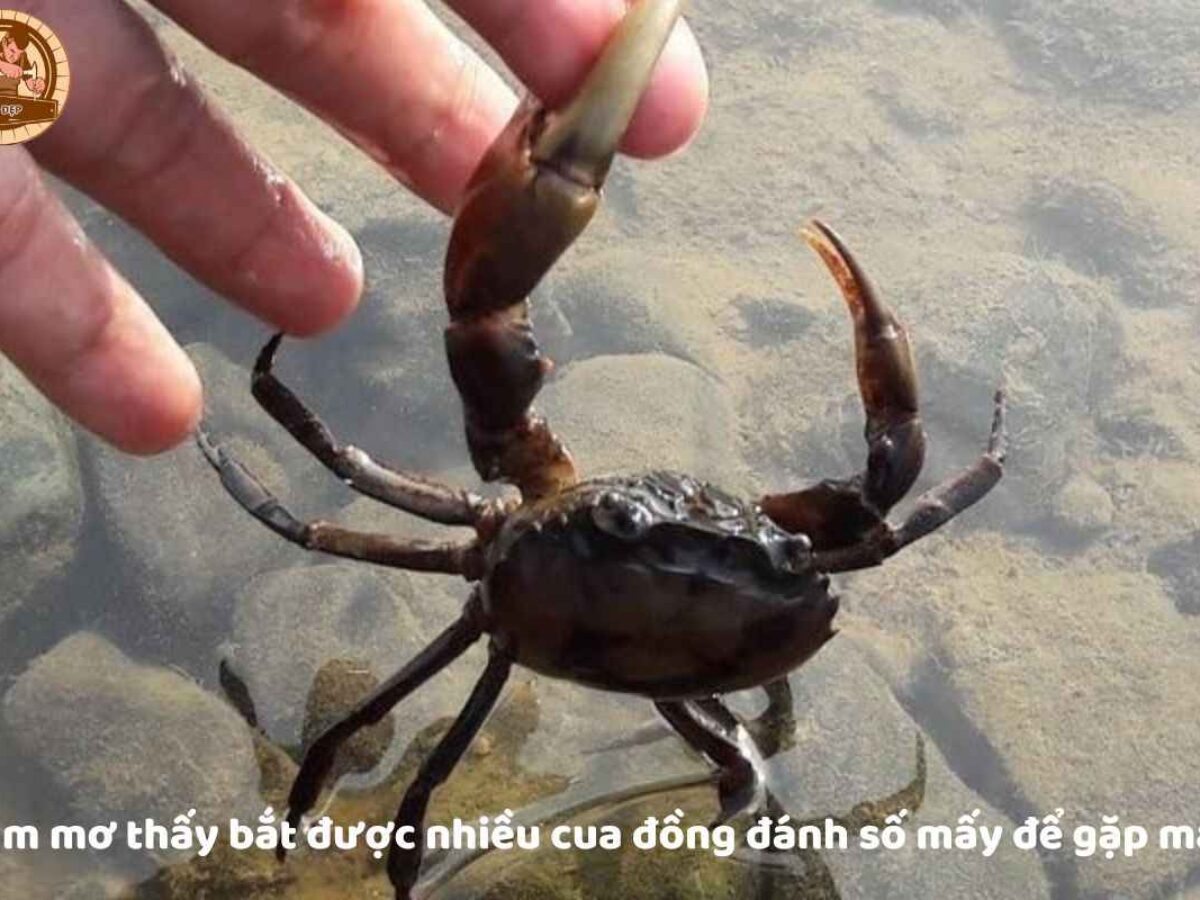 mơ thấy cua đồng đánh con gì - Hình 1