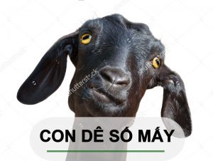 mơ thấy dê đánh con gì