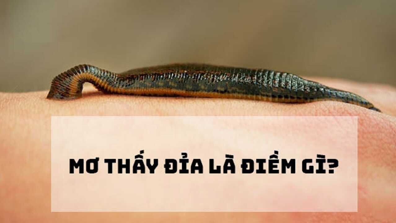 mơ thấy đỉa đánh con gì - Hình 1