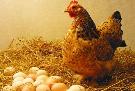 mơ thấy gà đẻ trứng đánh con gì - Hình 2
