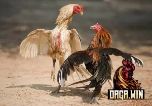 mơ thấy gà trống đánh con gì