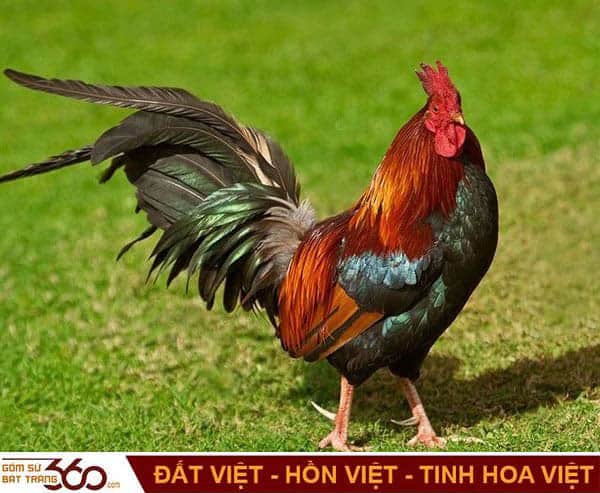 mơ thấy gà trống đánh con gì - Hình 4