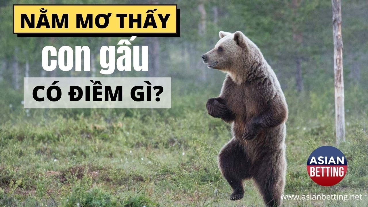 mơ thấy gấu đánh con gì - Hình 3
