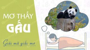mơ thấy gấu đánh con gì