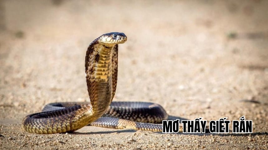 mơ thấy giết rắn đánh con gì - Hình 2