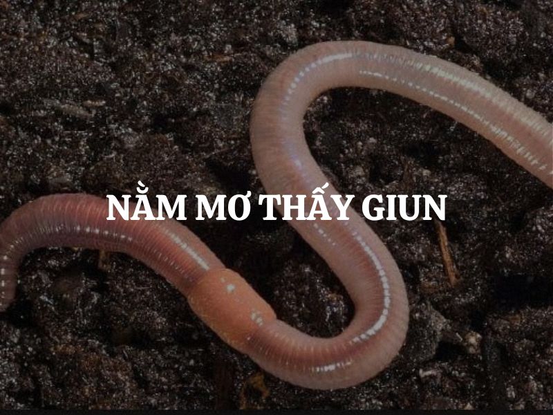 mơ thấy giun biển đánh con gì - Hình 5