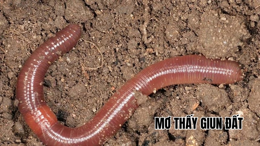 mơ thấy giun đất đánh con gì - Hình 1