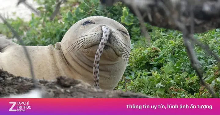 mơ thấy hải cẩu đánh con gì - Hình 4